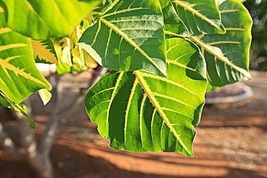 艺画开天游戏新作《凡应》序幕短片 重大讯息8月5日公布